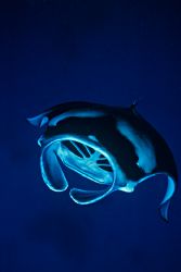 during full moon the channels of palau occasionally have ... by Kevin Davidson 